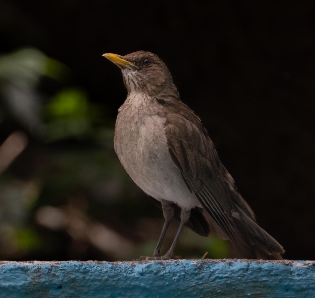 Creamy-bellied Thrush - ML647262318