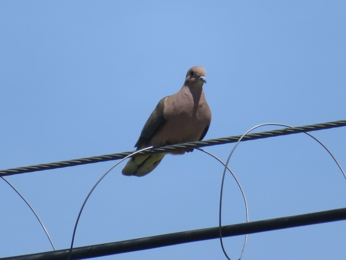 Ушастая горлица - ML647262327