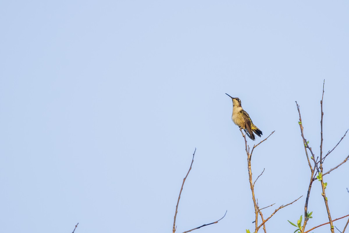 Рубиновогорлый колибри - ML647262333