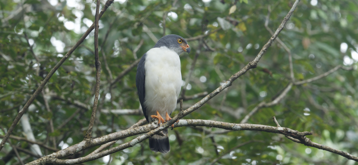 Semiplumbeous Hawk - ML647262334