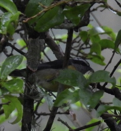 Sucrier à ventre jaune - ML647262343