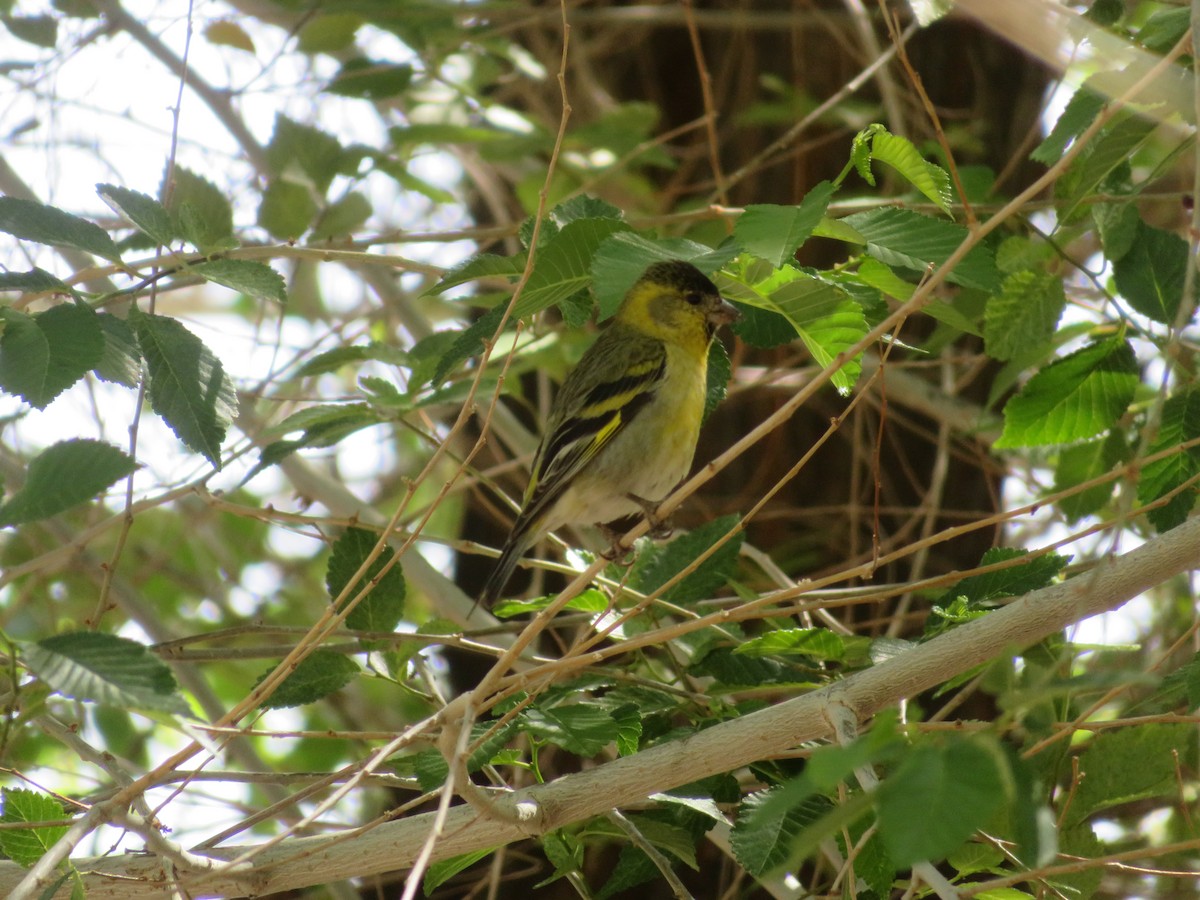 Black-chinned Siskin - ML647262344
