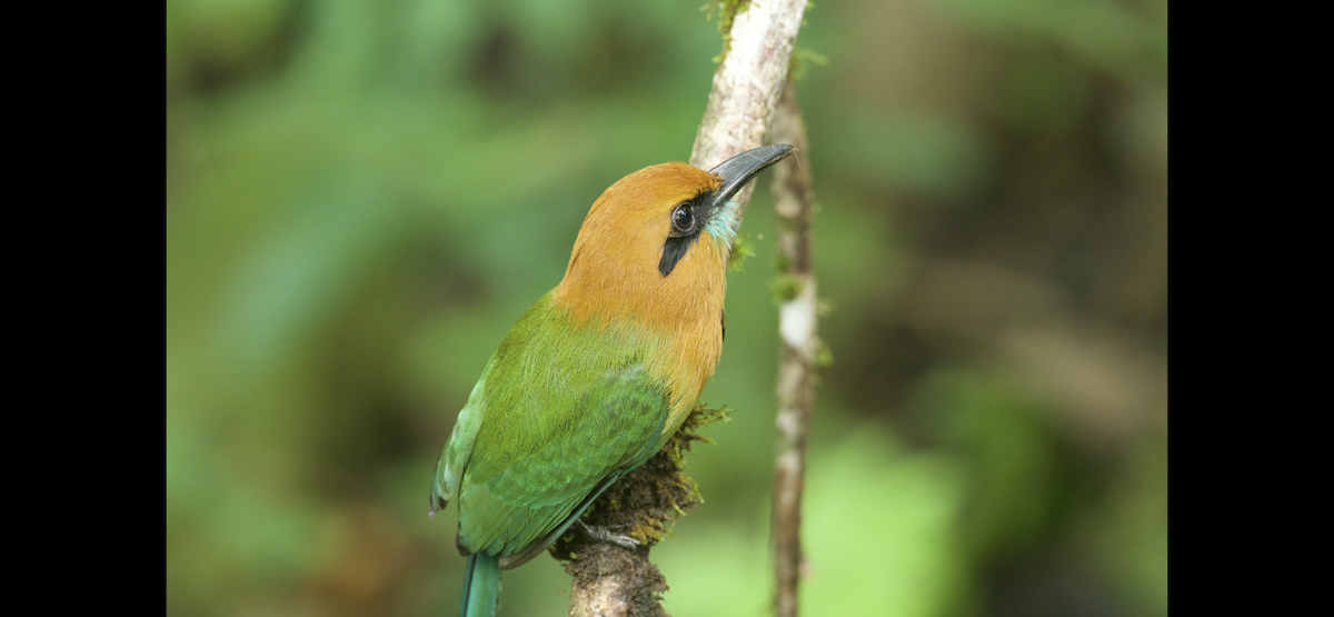 Broad-billed Motmot - ML647262345