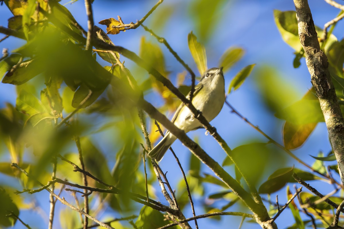 フタスジモズモドキ - ML647262347