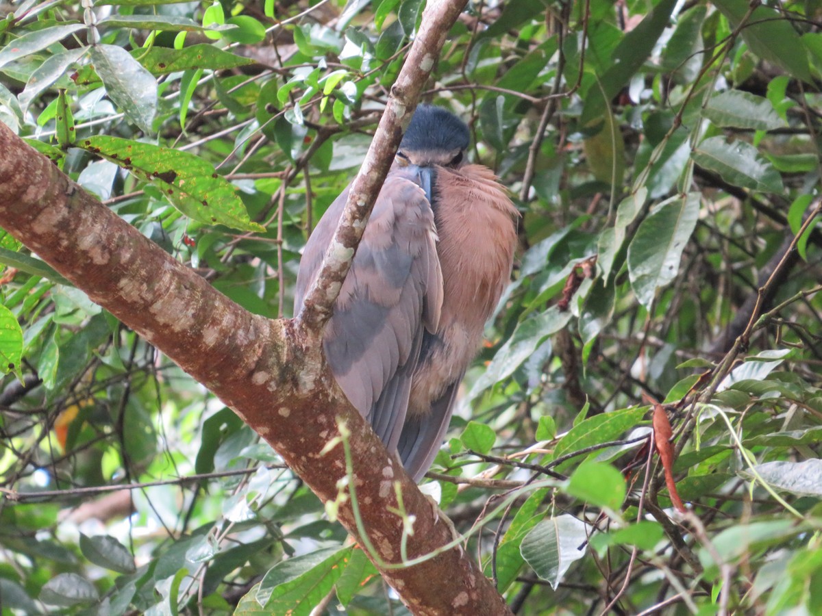 Boat-billed Heron - ML647262355