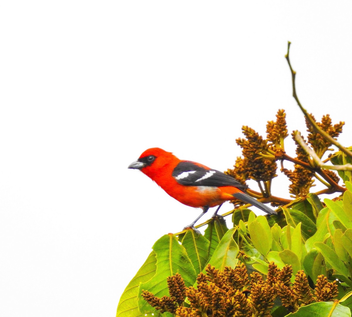 White-winged Tanager - ML647262357