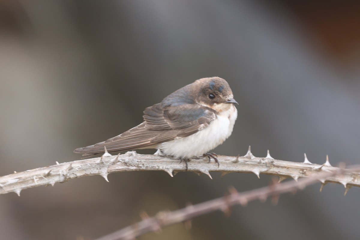 Ластівка сільська - ML647262358