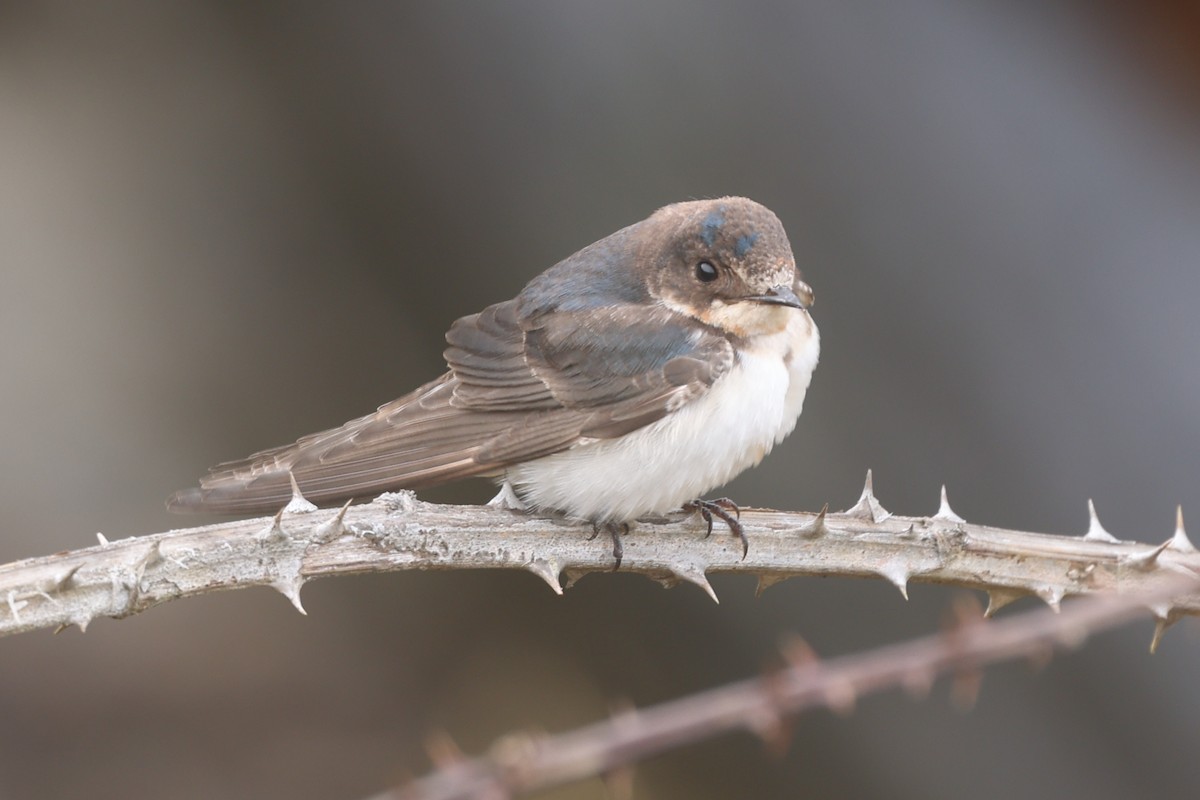 Ластівка сільська - ML647262359