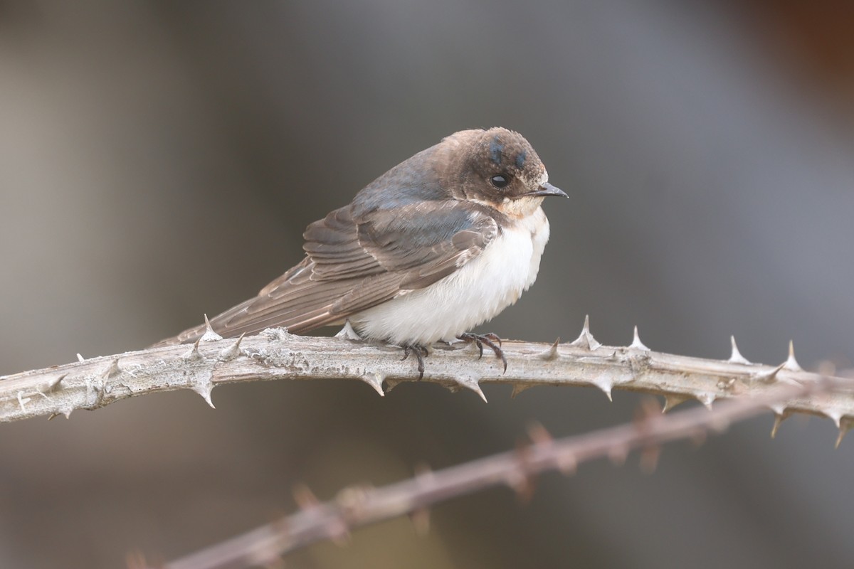 Ластівка сільська - ML647262361