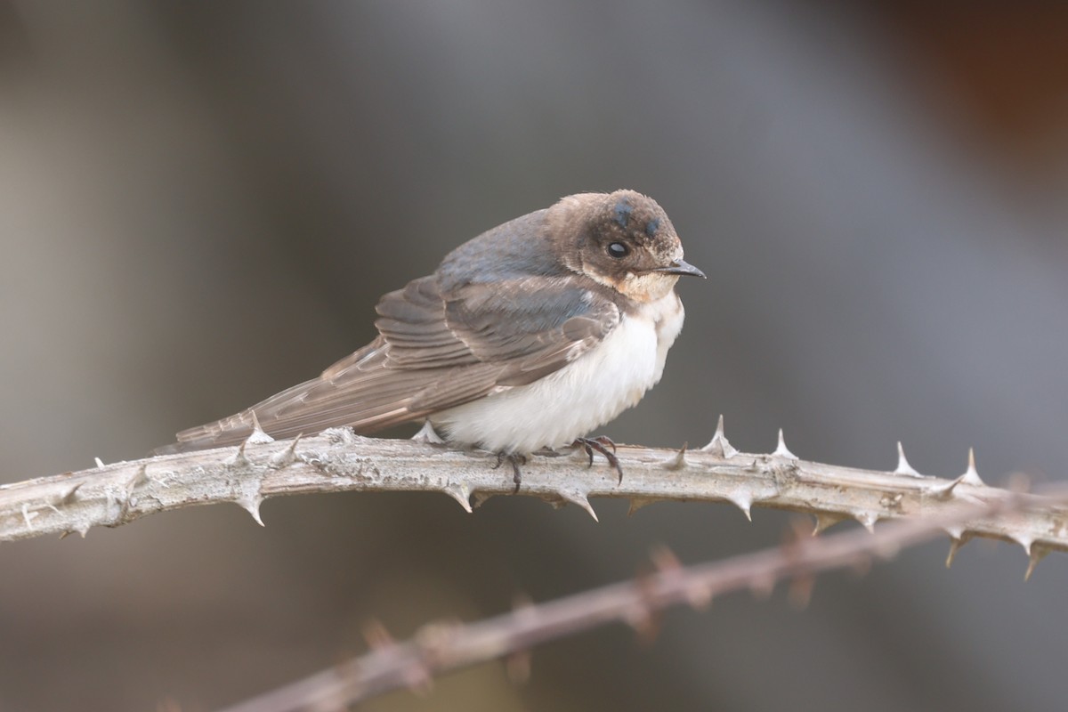 Ластівка сільська - ML647262362