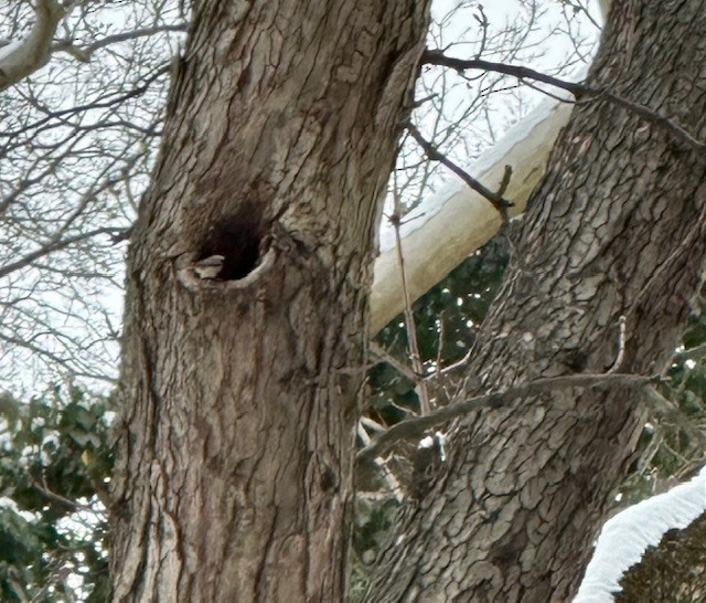 Каролинская гаичка - ML647262365