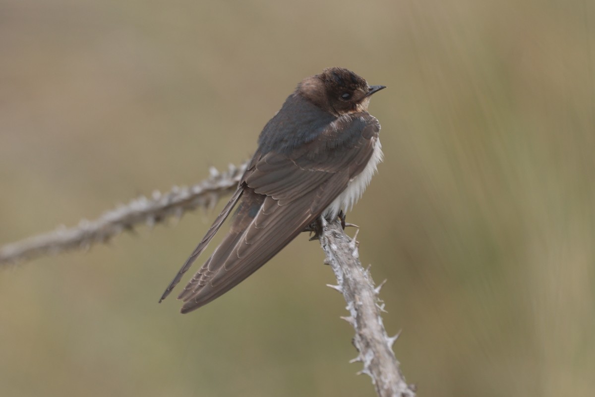 Ластівка сільська - ML647262372