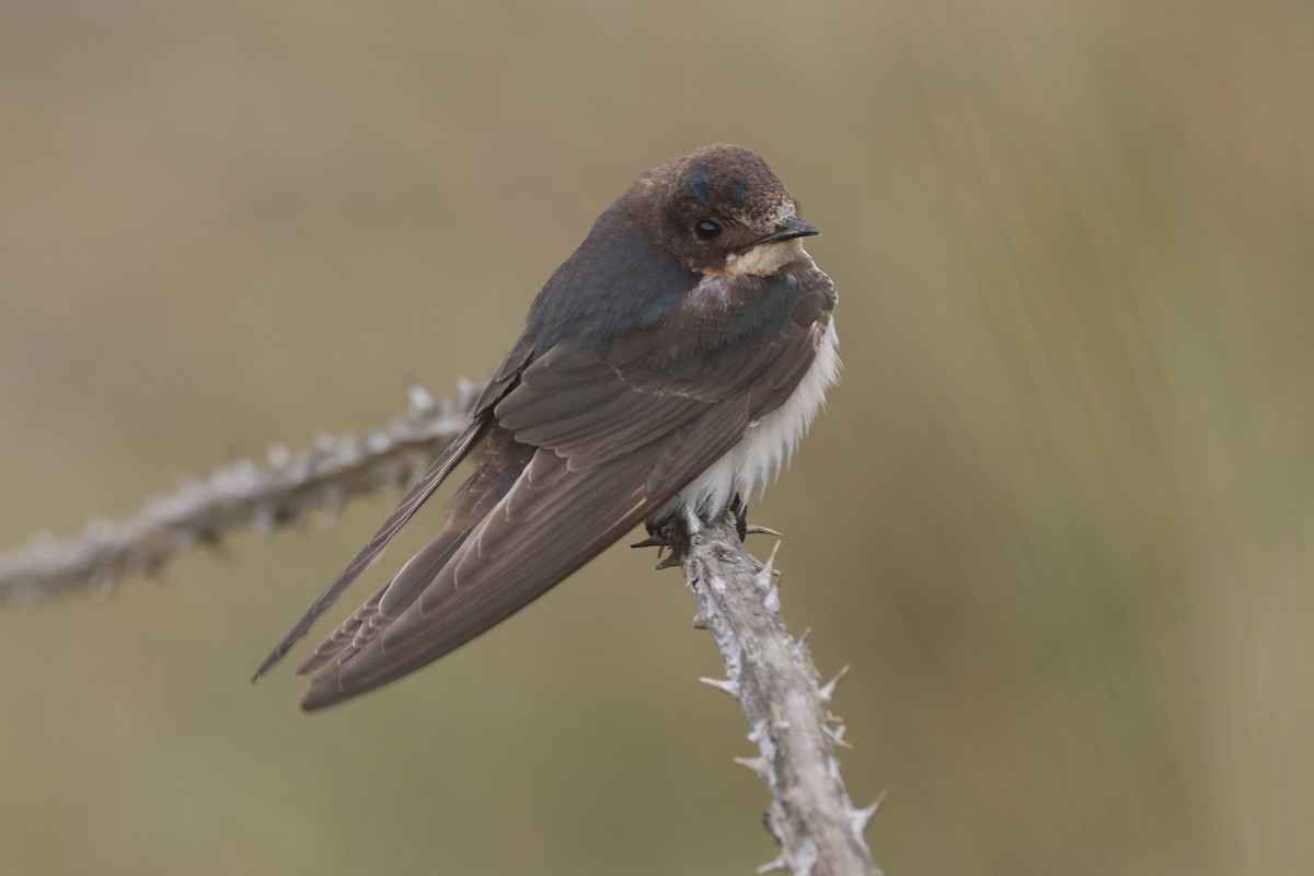 Ластівка сільська - ML647262373