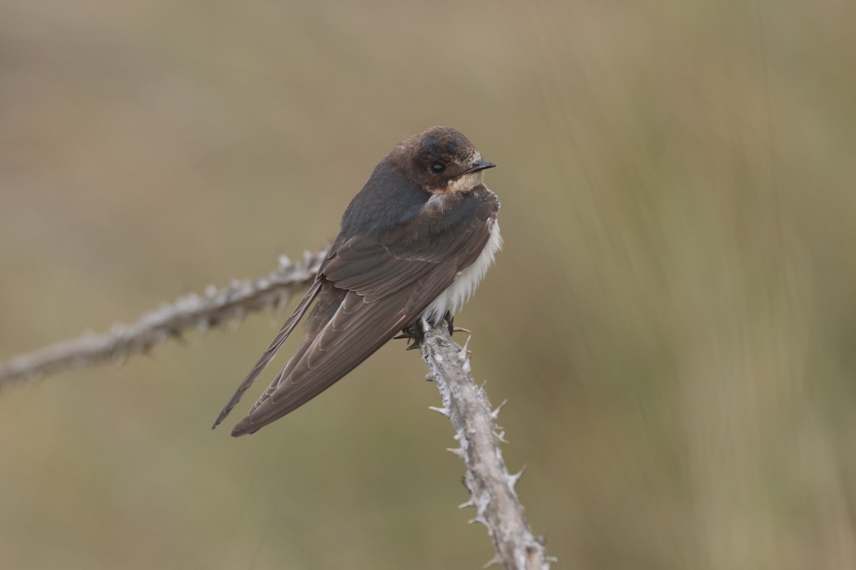 Ластівка сільська - ML647262374