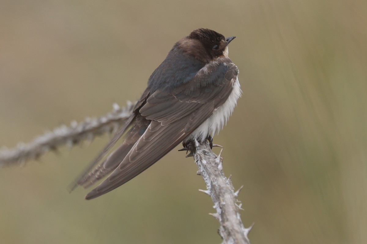 Ластівка сільська - ML647262375