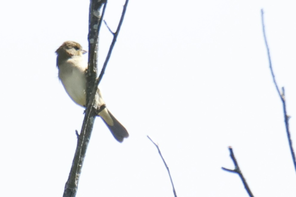 Sporophile à col fauve - ML647262376