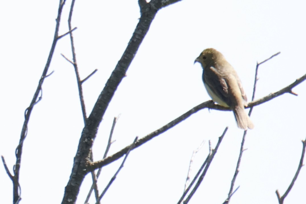 Sporophile à col fauve - ML647262377