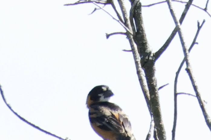 Sporophile à col fauve - ML647262378