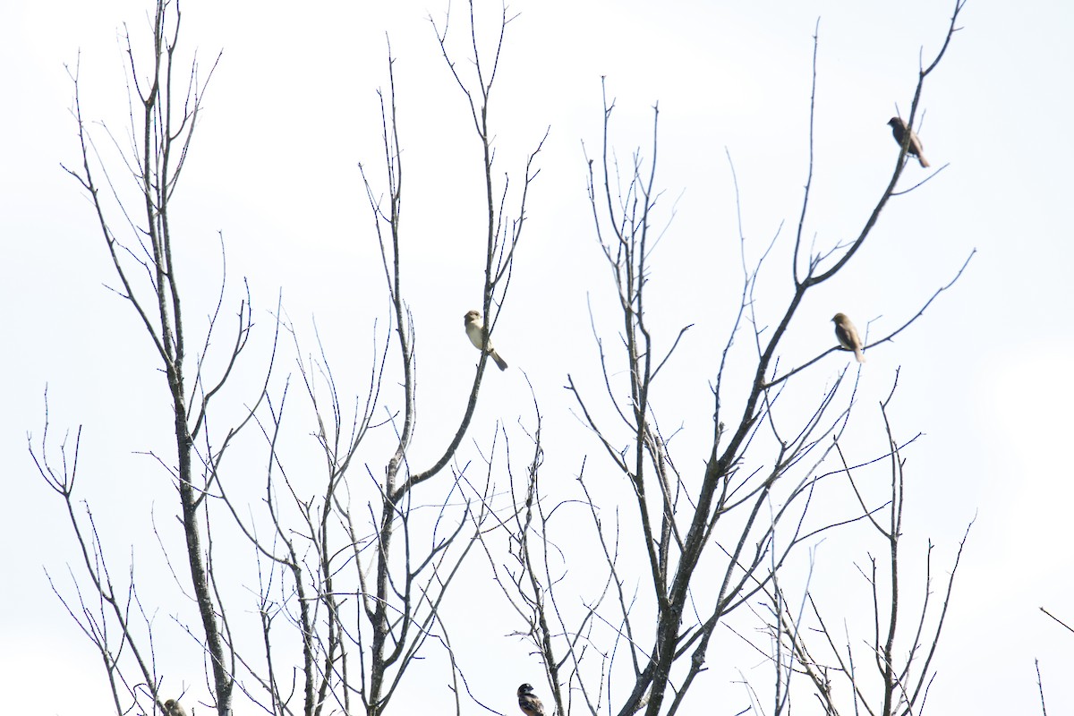 Sporophile à col fauve - ML647262379