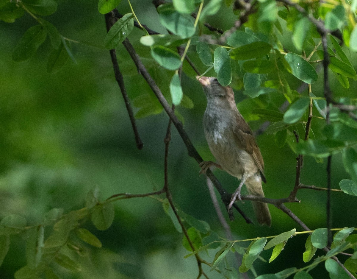 ミミグロブユムシクイ - ML647262388