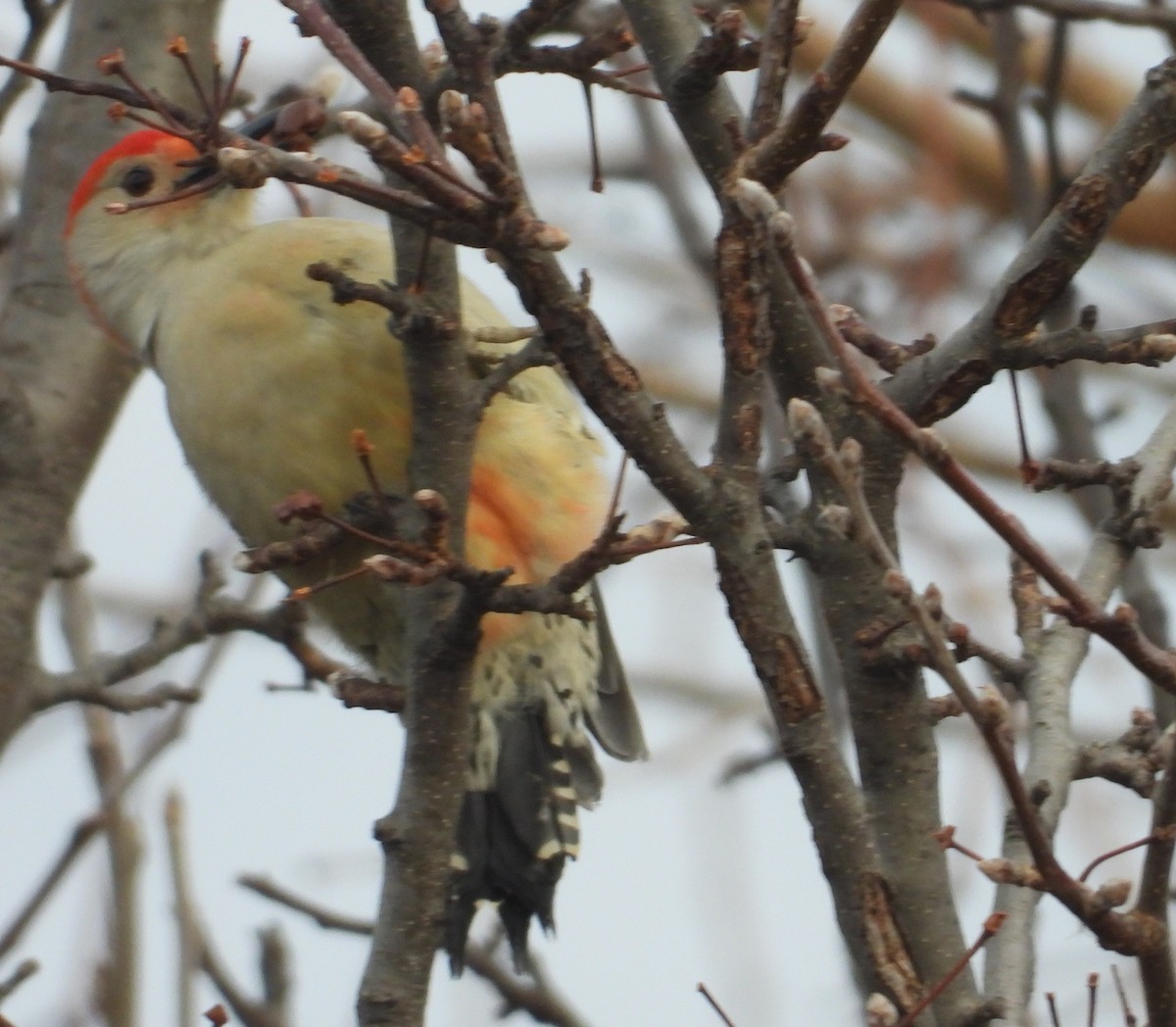Red-bellied Woodpecker - ML647262394