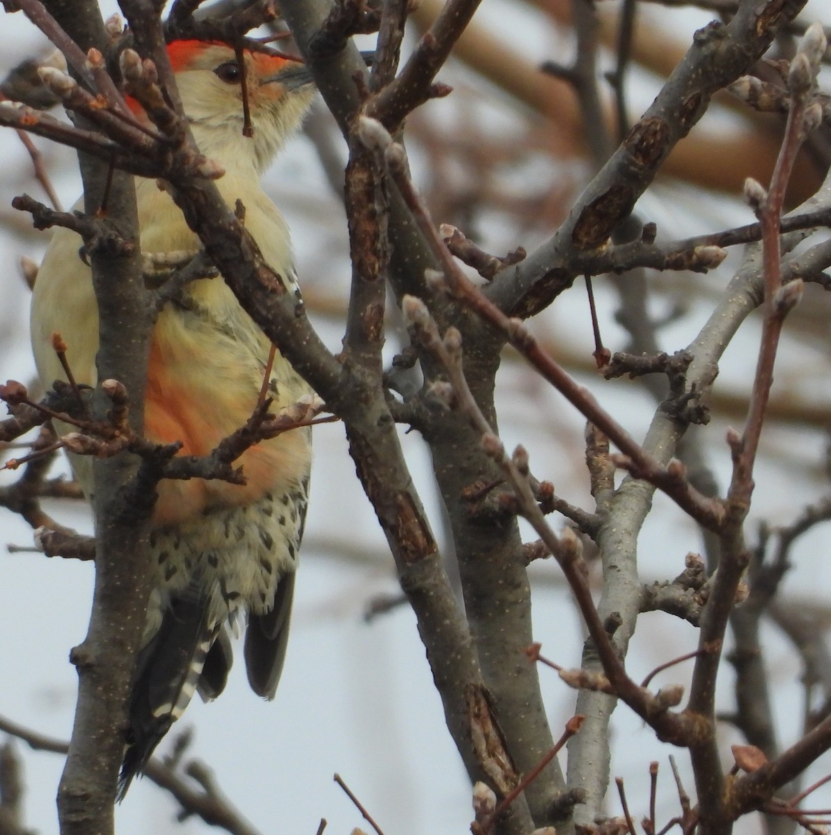 Red-bellied Woodpecker - ML647262395