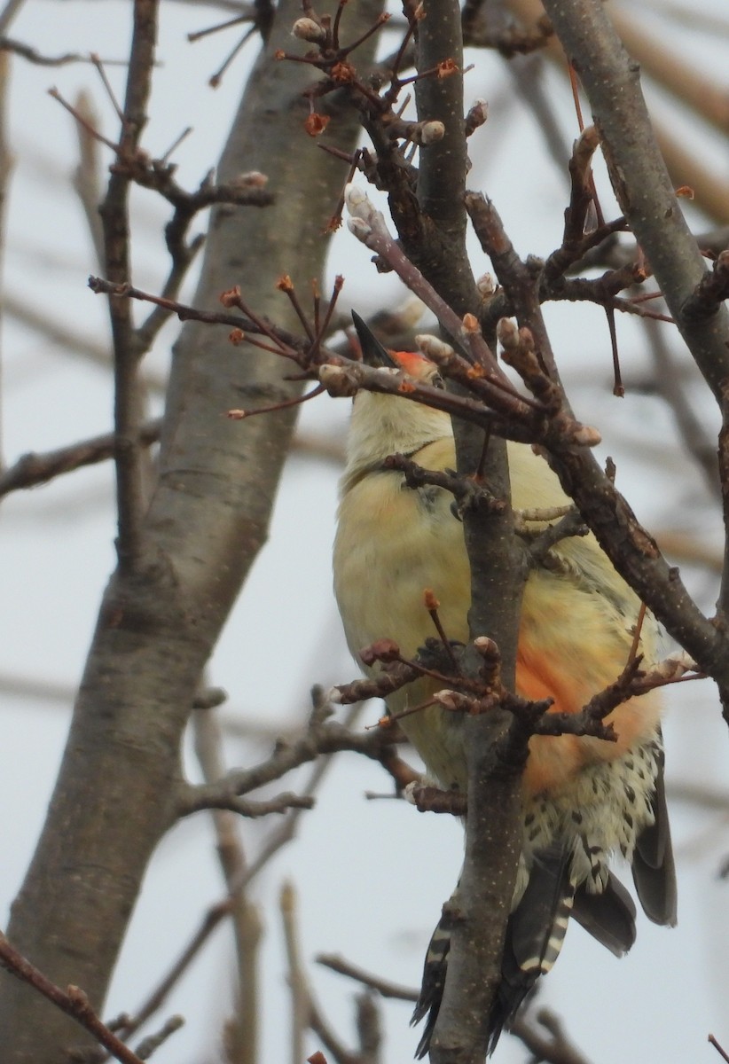Red-bellied Woodpecker - ML647262396