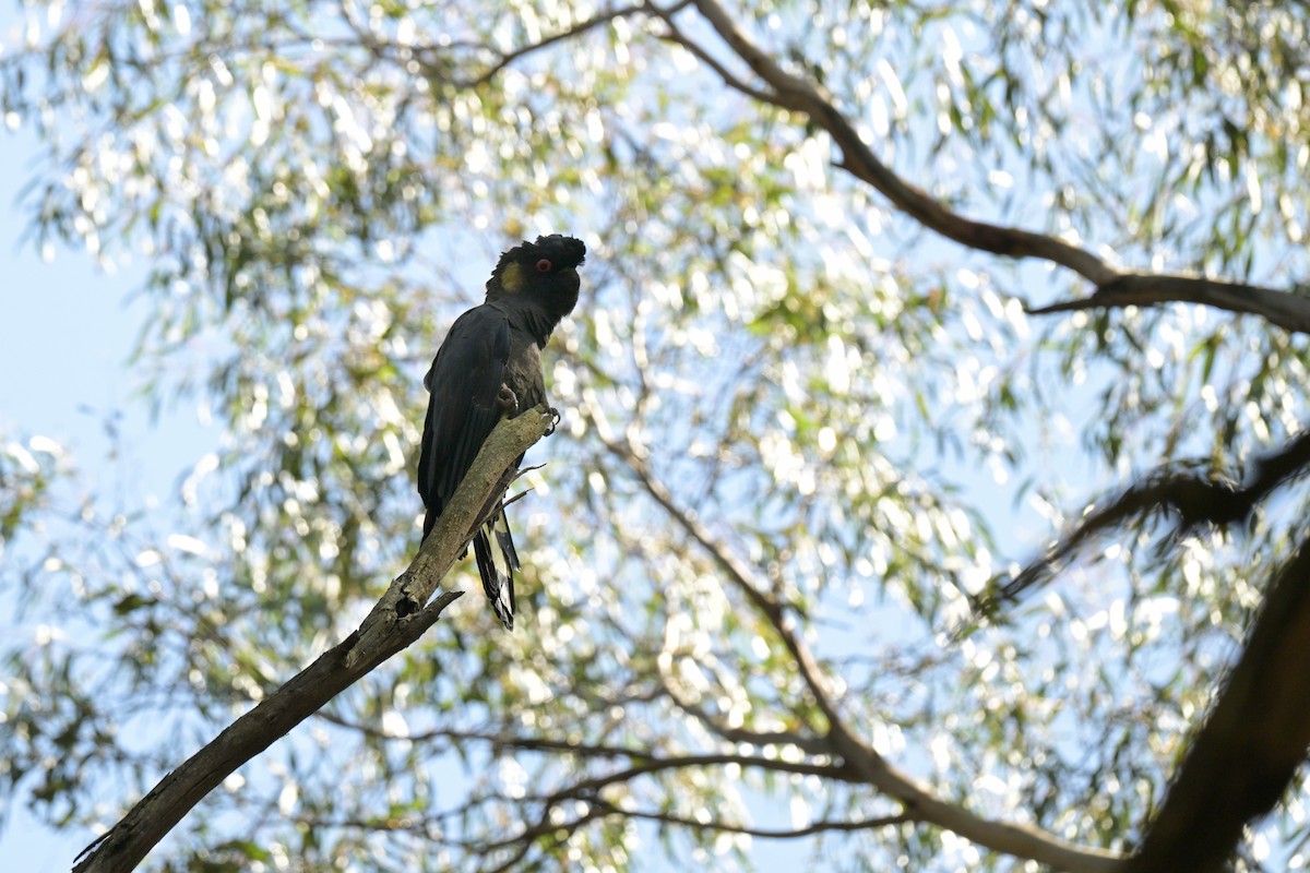 Желтохвостый траурный какаду - ML647262397