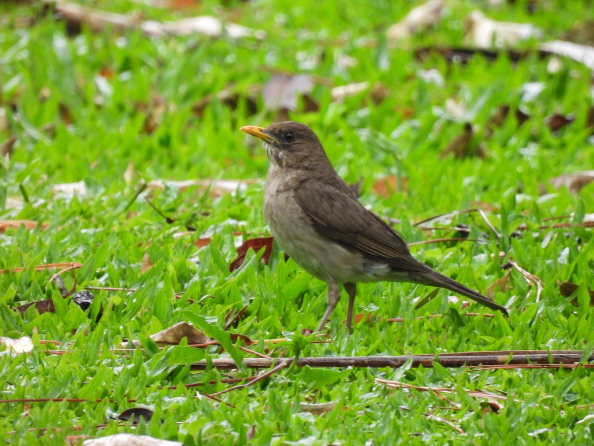 Creamy-bellied Thrush - ML647262400