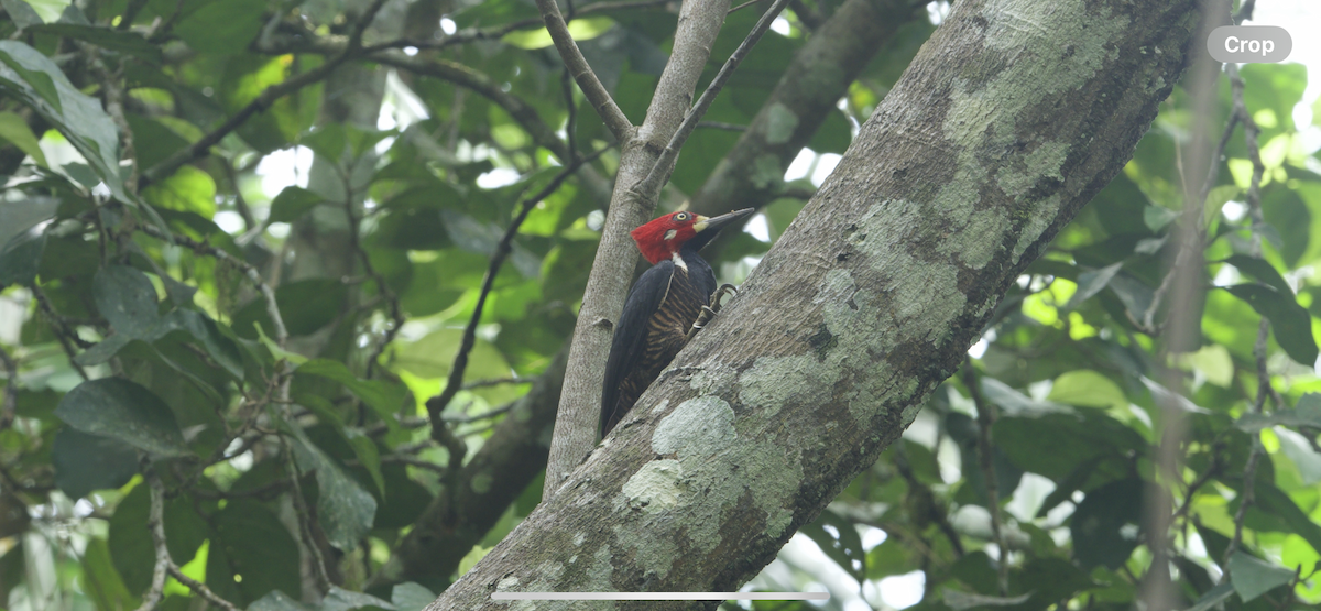 Crimson-crested Woodpecker - ML647262402