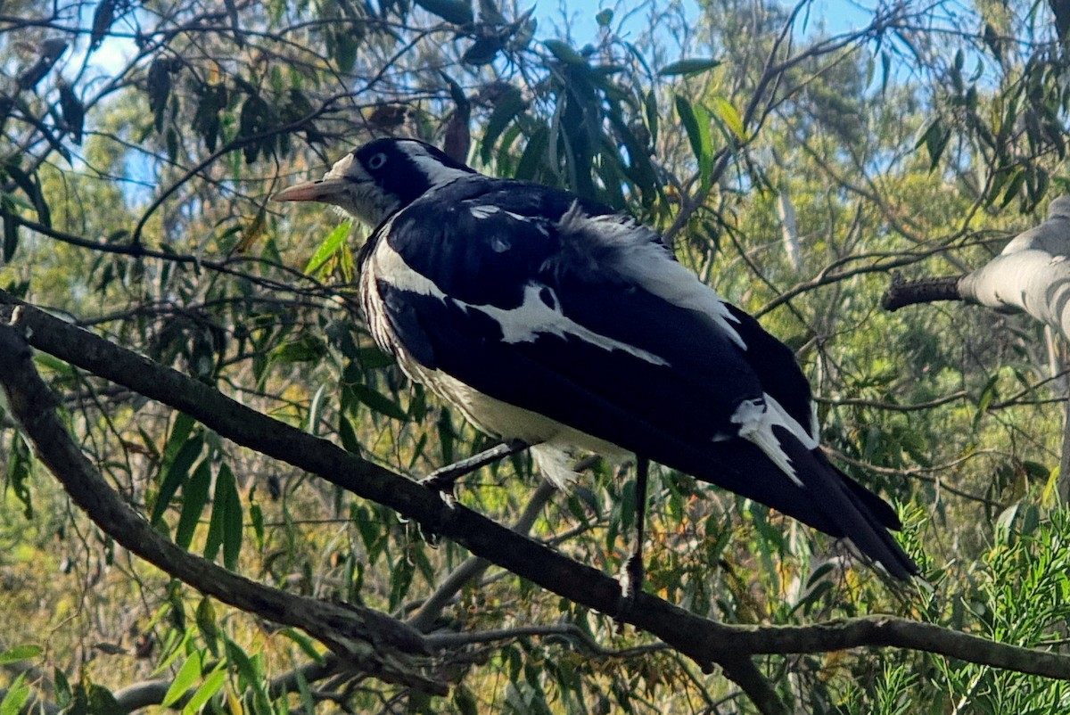 Magpie-lark - ML647262410