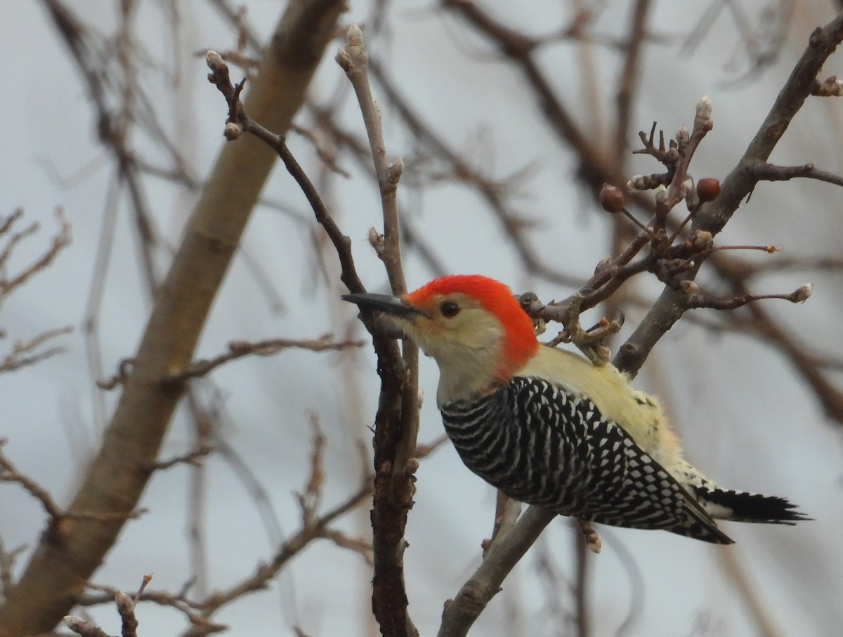 Red-bellied Woodpecker - ML647262414