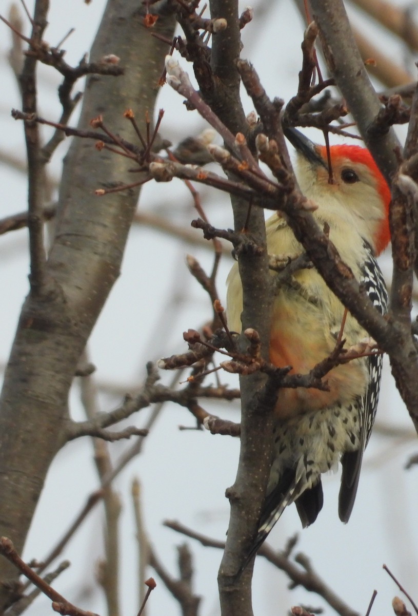 Red-bellied Woodpecker - ML647262415