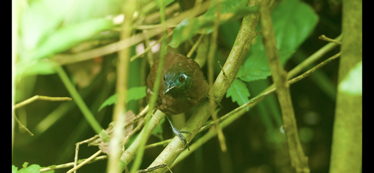 Chestnut-backed Antbird - ML647262443