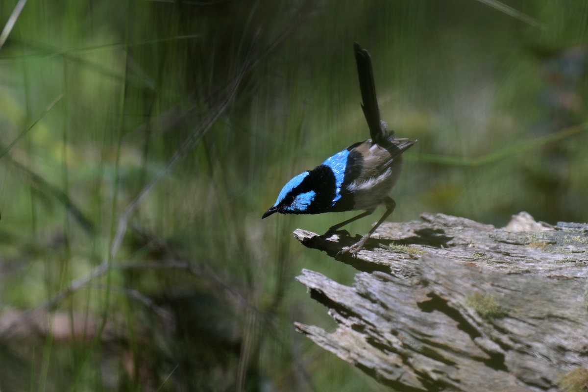 Великолепный малюр - ML647262444