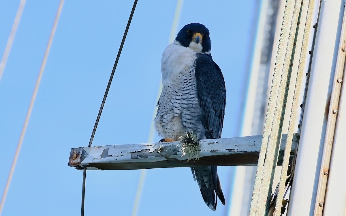 Peregrine Falcon - ML647262445