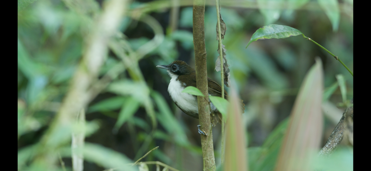 Bicolored Antbird - ML647262453