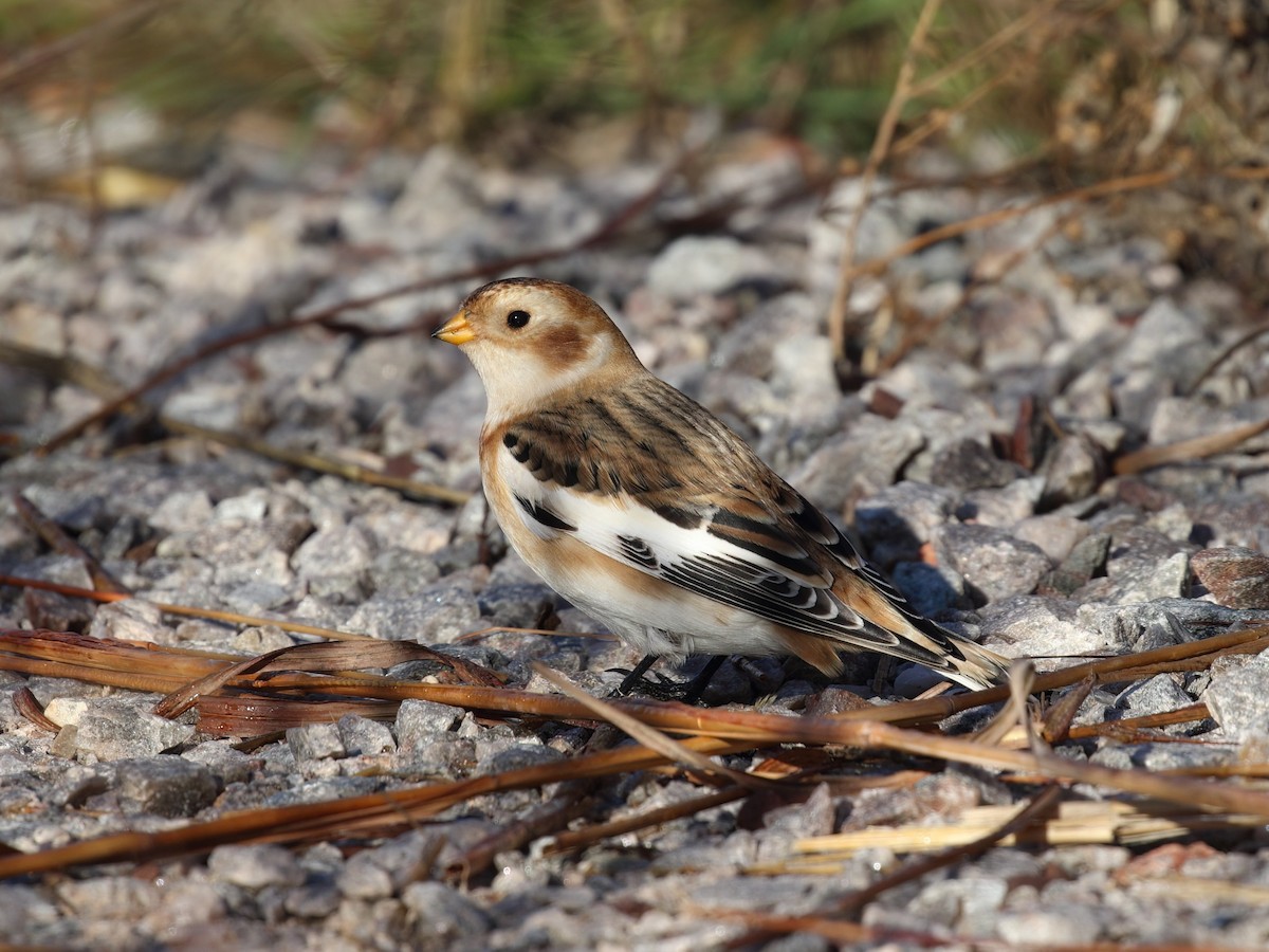 Snow Bunting - ML647262460