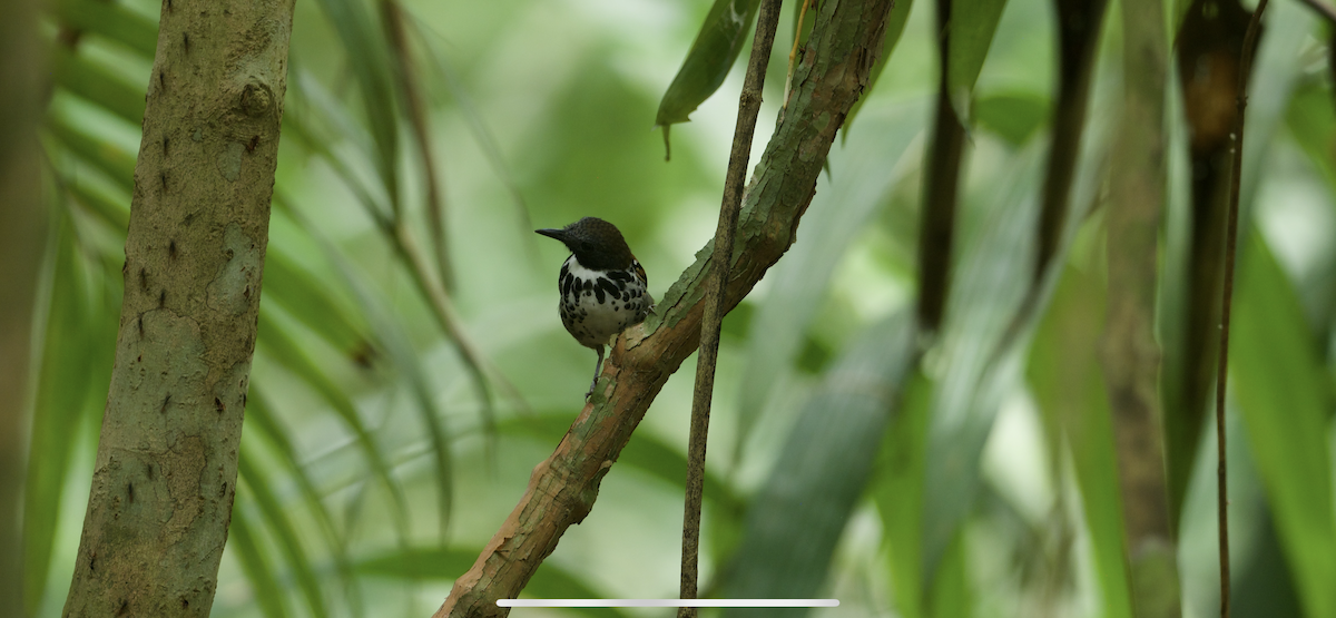 Spotted Antbird - ML647262461