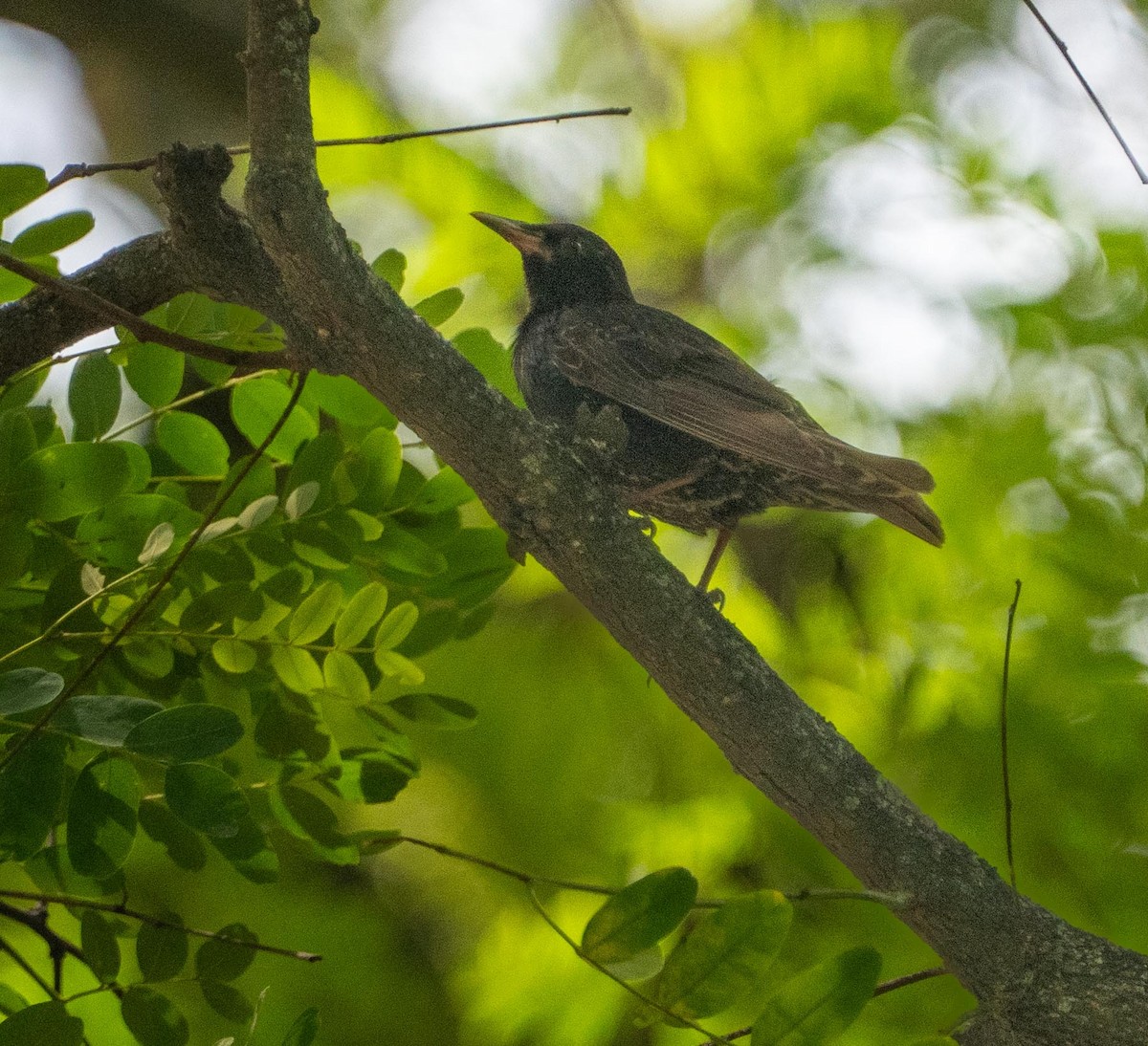 European Starling - ML647262464