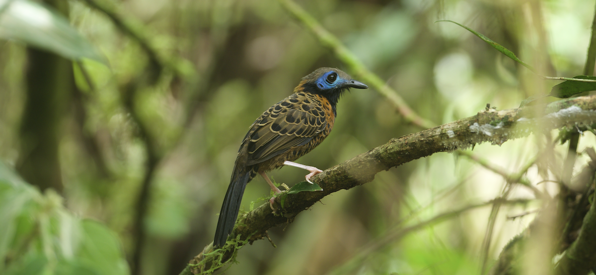 Ocellated Antbird - ML647262470