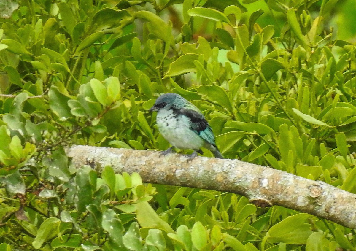 Azure-rumped Tanager - ML647262480