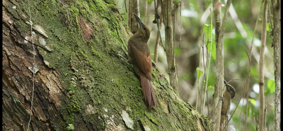 Northern Barred-Woodcreeper - ML647262491