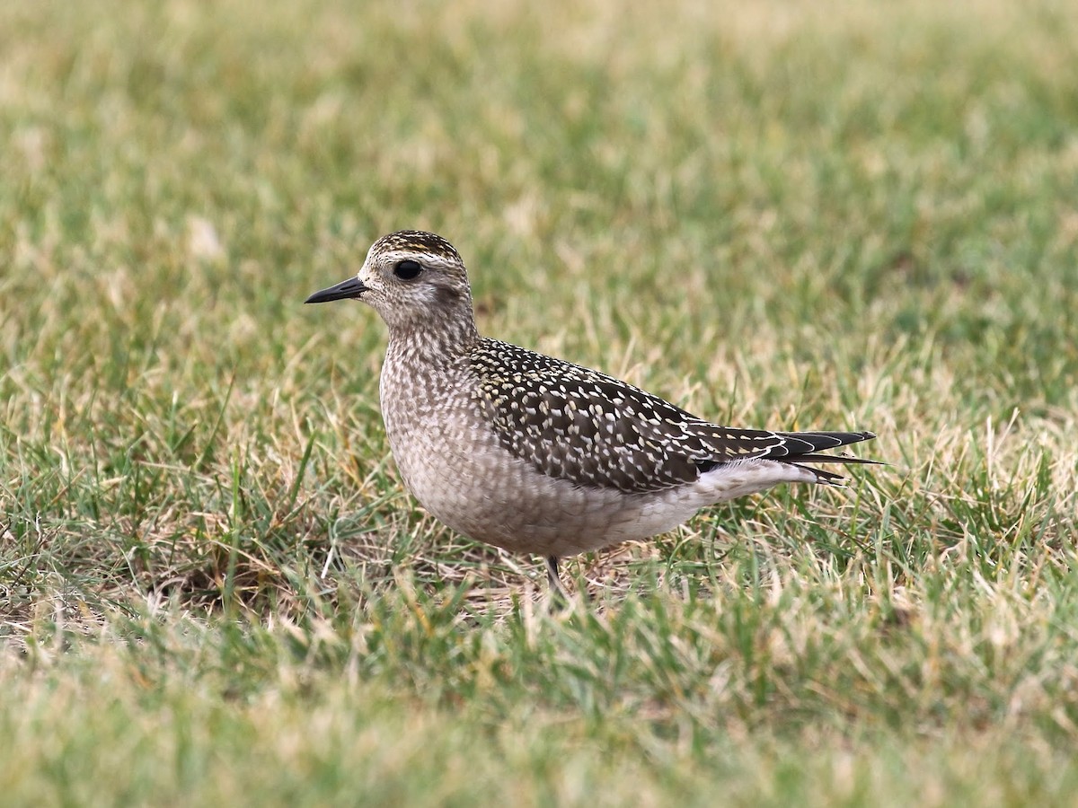 American Golden-Plover - ML647262501