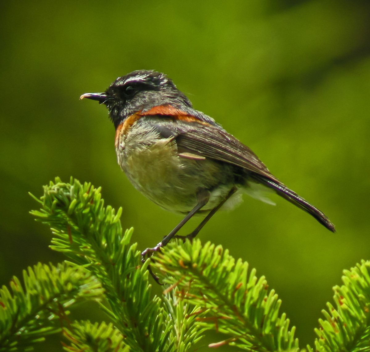 Collared Bush-Robin - ML647262502
