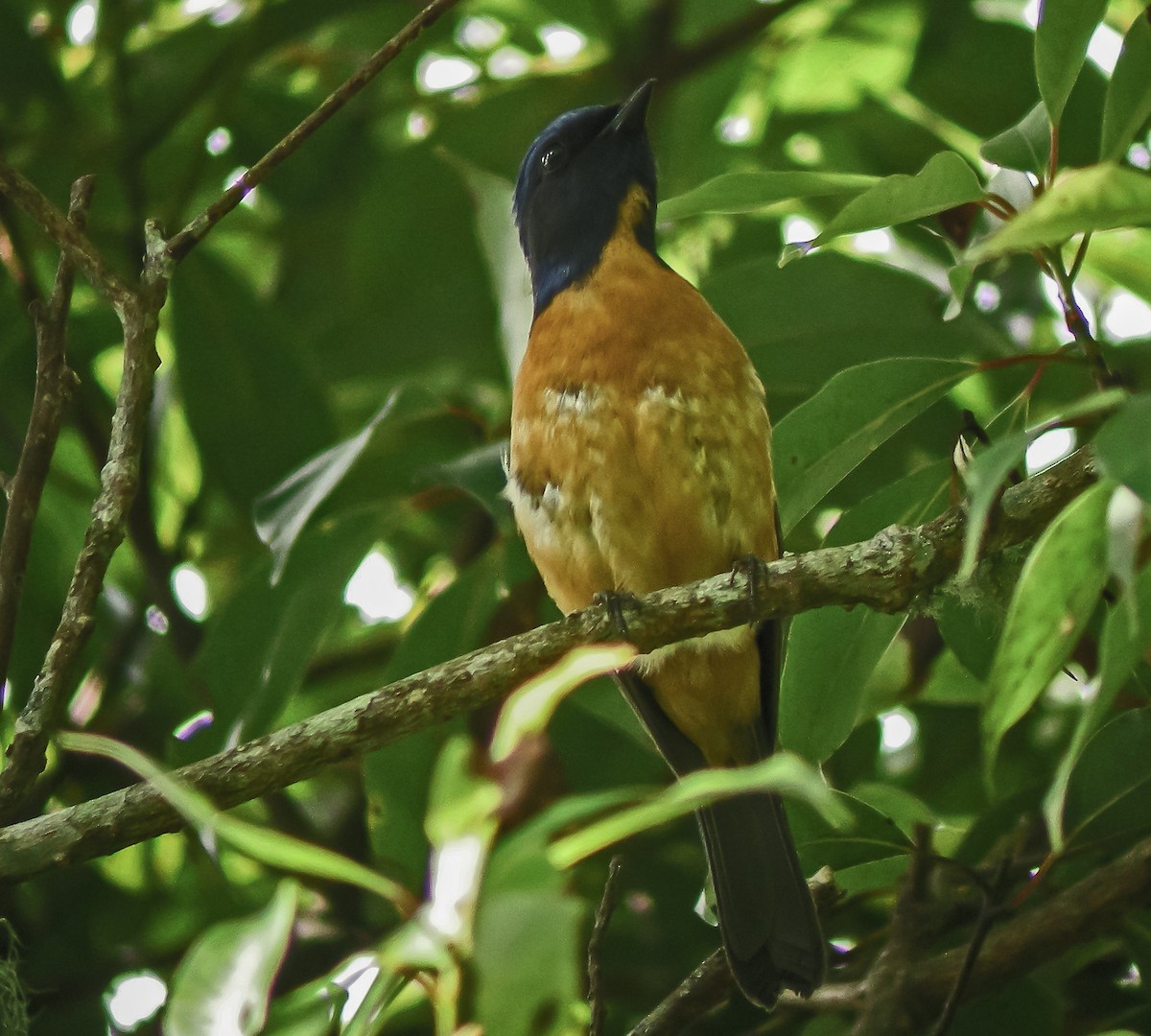 Taiwan Vivid Niltava - ML647262513