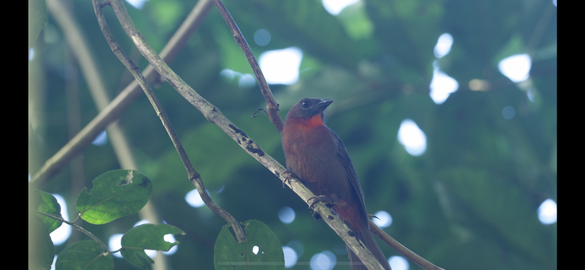 Red-throated Ant-Tanager (Red-throated) - ML647262515