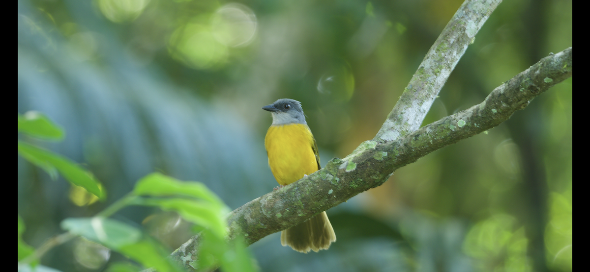 gråhodetanagar (spodocephalus gr.) - ML647262524