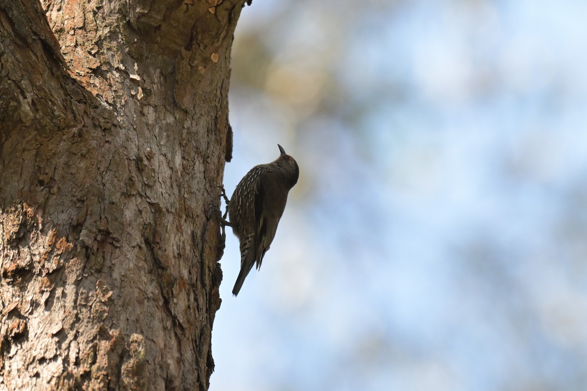 Red-browed Treecreeper - ML647262528