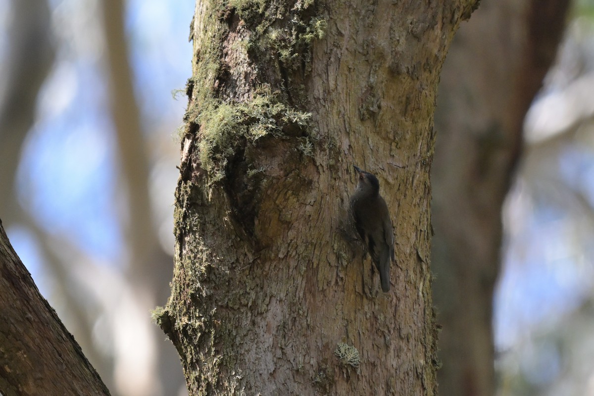 Red-browed Treecreeper - ML647262532